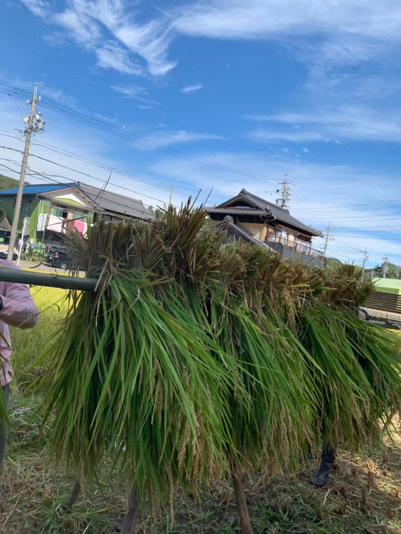 稲刈り